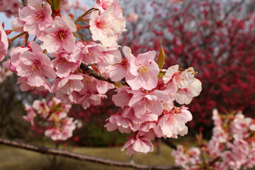 Blooming sakura or shidari ume flowers during spring season