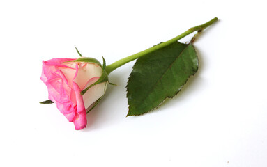 Poster - pink rose flower isolated on white background