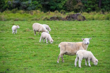 Sheep in the pasture, Tawharanui  Regional Park, New Zealand