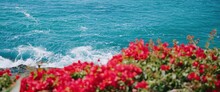 Blue Sea, Red Flowers, Green Bushes, Nature

