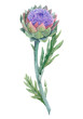 Beautiful floral painting with watercolor gentle blue blooming artichoke flowers. Stock illustration.