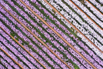 Wall Mural - Aerial view image of a beautiful purple Margaret flower field by drone
