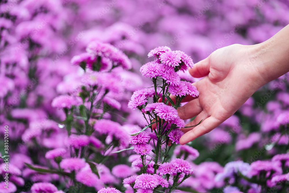 Closeup image of a woman's hand touching on beautiful Margaret flower in the field - obrazy, fototapety, plakaty 