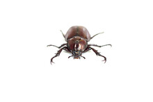 Dynastinae Or Stag Beetle Isolated On White Background.