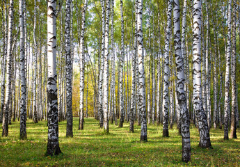 Evening autumn birch park with the first yellow leaves