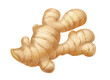 Ginger root realistic isolated. Realistic vector illustration.