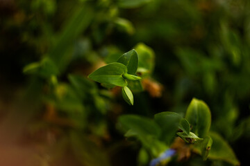 leaves in the forest