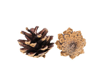 Close up view of two dry pine cones isolated on white background. 