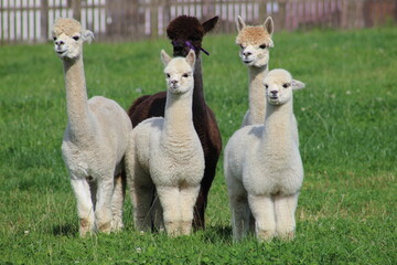 Alpaccas