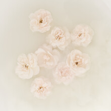 Close Up Of White Roses Floating In Water