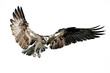 Isolated osprey in flight with fully open wings on a white background