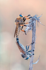 Wall Mural - Macro shot of a robber fly in the garden