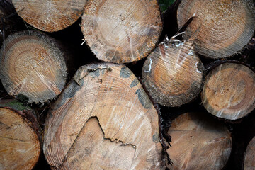 Wall Mural - Deforestation and Forest Degradation