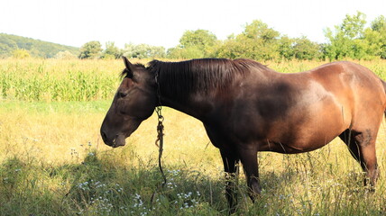 Horse grazing in the meadow