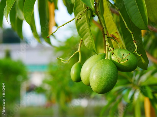 Fotografía Close up of unripe fruit of Cerbera manghas in the garden
