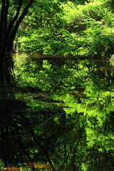 Wall Mural - green forest in the forest