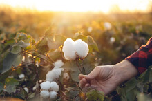 Young Farmer Woman Harvests A Cotton Cocoon In A Cotton Field. The Sun Goes Down In The Background.