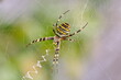 © Schlegelfotos - gelb schwarze Wespenspinne im Netz Argiope bruennichi