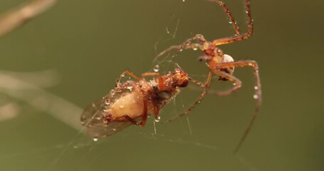 Close up macro shot of a spider grabbed the victim and wrapped it in a web.