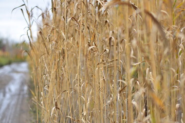 field and road