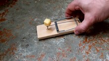 Man Puts A Mousetrap With Cheese On A Concrete Floor, Close-up