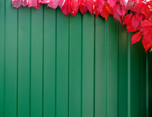Background Texture Of A Farm Green Fence Made Of Metal Profile With Red Leaves In The Upper Right Corner. Frame For Text Or Photo Insertion.