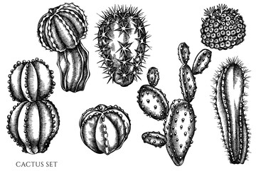 Vector set of hand drawn black and white cactus