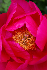 Sticker - bright pink peony growing in garden area