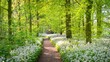 © Aastels - Pathway through the forest with blooming wild garlic (Allium ursinum). Stochemhoeve, Leiden, the Netherlands. Picturesque panoramic spring scene. Travel destinations, eco tourism, ecology, pure nature