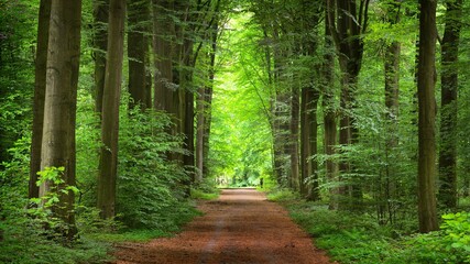 walkway in a green spring beech forest in leuven, belgium. beautiful natural tunnel. atmospheric lan