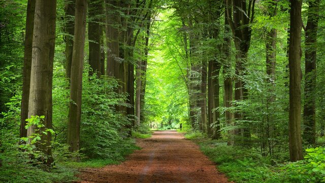 Walkway in a green spring beech forest in Leuven, Belgium. Beautiful natural tunnel. Atmospheric landscape. Eco tourism, travel destinations, environmental conservation, pure nature