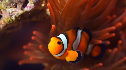 Wall Mural - Amphiprion ocellaris clownfish in marine aquarium. Sea anemones and corals in the background. Colorful pattern, texture, panoramic underwater view. Concept art, graphic resources, macro photography