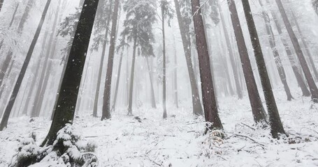 Wall Mural - Cold morning foggy countryside forest landscape during snowfall. 