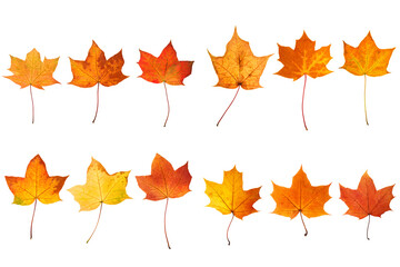 Sticker - collection of beautiful autumn leaves isolated on white background