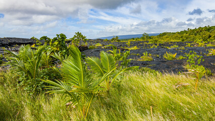 Poster - Amazing colors of black ground and green plants. Hawaii.