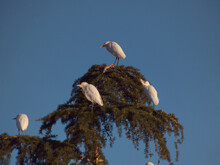 Ptaki Czaple Natura Zwierzęta Drzewo Niebo