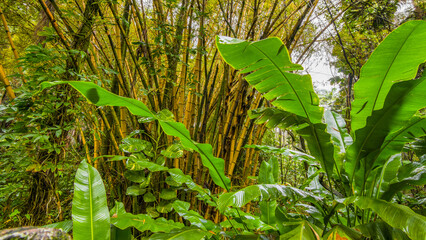 Wall Mural - Beautiful tropical park. Hawaii island 