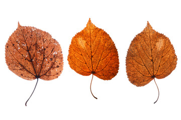 Wall Mural - collection of beautiful autumn leaves isolated on white background