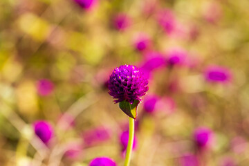 flowers in the field