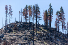 Tall Trees On The Top Of A Blackened Hill Burned In A Wildfire