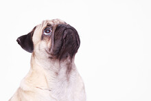 Portrait Of Adorable, Happy Dog Of The Pug Breed. Cute Smiling Dog On White Background. Free Space For Text.