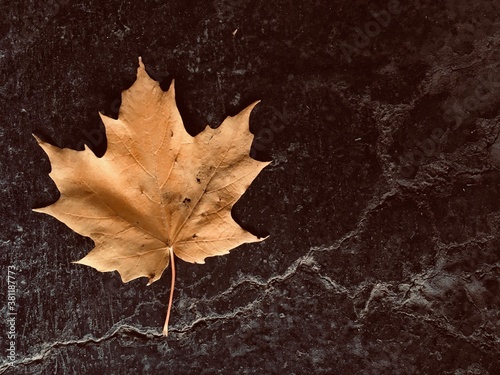 Cuadros en Lienzo une feuille d'érable sur le bitume en automne