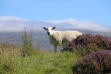 Sheep In The Field Of Heather