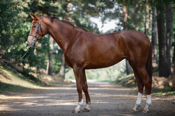 Wall Mural - young chestnut trakehner mare horse with white line on face and white legs