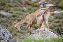 Mountain Goat On A Mountainside In Greece
