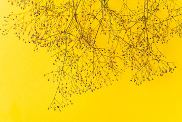 dried plant on the yellow background