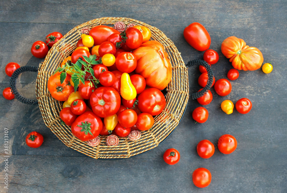 Obraz na płótnie Kolorowe pomidory w koszyku - różne odmiany w salonie