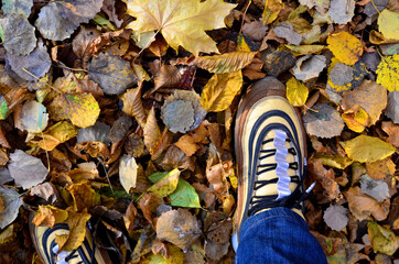 A man's leg with blue jeans and brown sneakers against a background of yellow leaves on the ground in city park. View from above. Autumn and cold weather concept