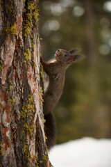 Wall Mural - European squirrel (Sciurus vulgaris) on a tree trunk.