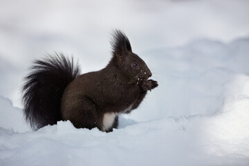 Canvas Print - Eurasian red squirrel, Sciurus vulgaris.